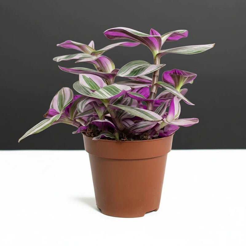 Tradescantia nanouk or Fantasy Venice - Image 3