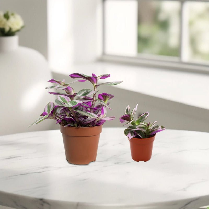 Tradescantia nanouk or Fantasy Venice