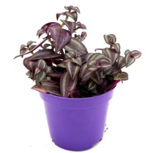 Purple Queen Tradescantia - 10-15cm | Purple Heart