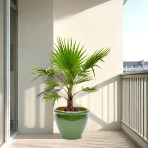 Mexican Fan Palm / Washingtonia Robusta Small 80 -100cm