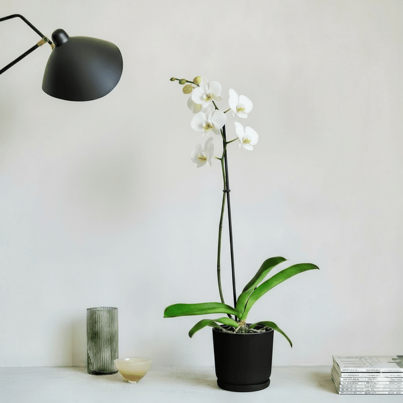 White Orchids 50-70cm - Image 3