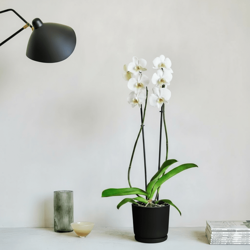White Orchids 50-70cm - Image 2