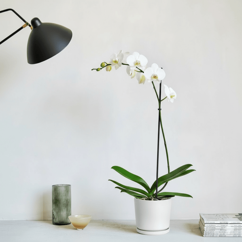 White Orchids 50-70cm - Image 5