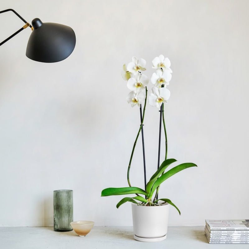 White Orchids 50-70cm