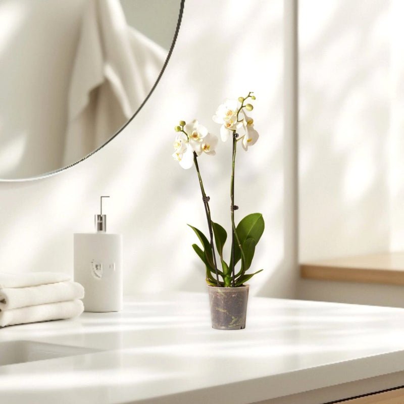 White Orchids 50-70cm - Image 4