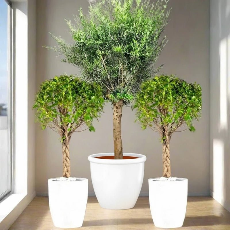 XL Olive Tree with Twin Braided Bonsais Bundle (Big Olive in Rolled Rim Pot 58x43(Ficus Diversifolia Twisted Trunk in ceramic pot) - Image 2