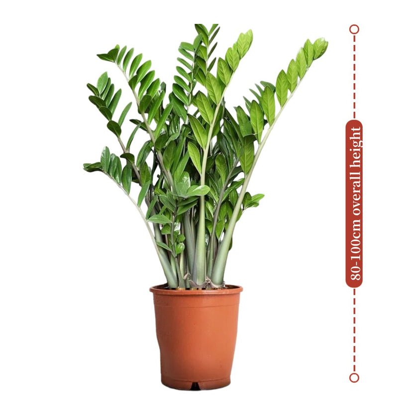 Zamioculcas Zamiifolia, Zanzibar Gem or ZZ Plant - Image 5