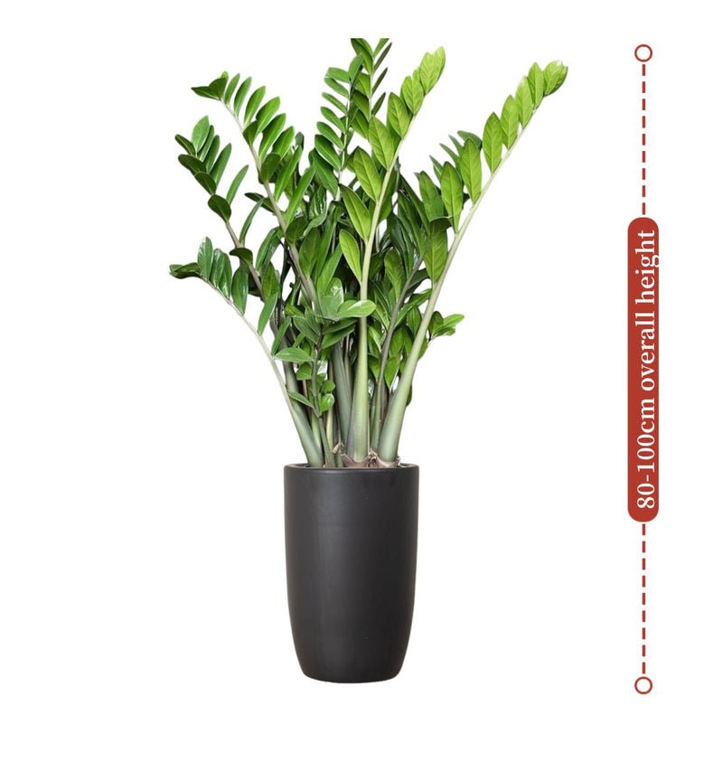 Zamioculcas Zamiifolia, Zanzibar Gem or ZZ Plant - Image 4