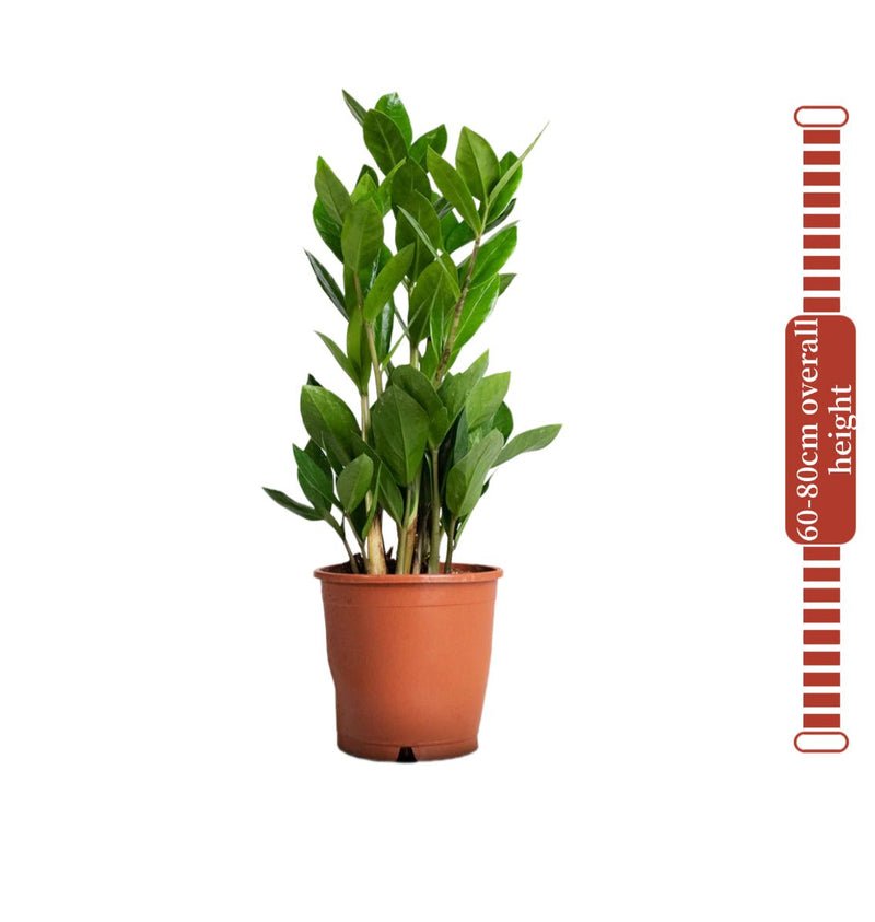 Zamioculcas Zamiifolia, Zanzibar Gem or ZZ Plant - Image 8