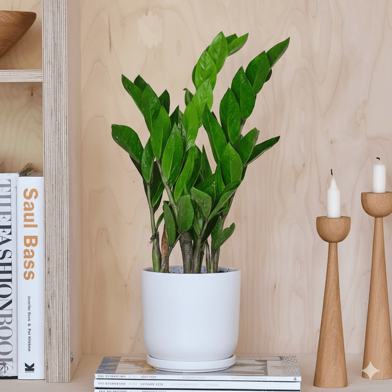 Zamioculcas Zamiifolia, Zanzibar Gem or ZZ Plant