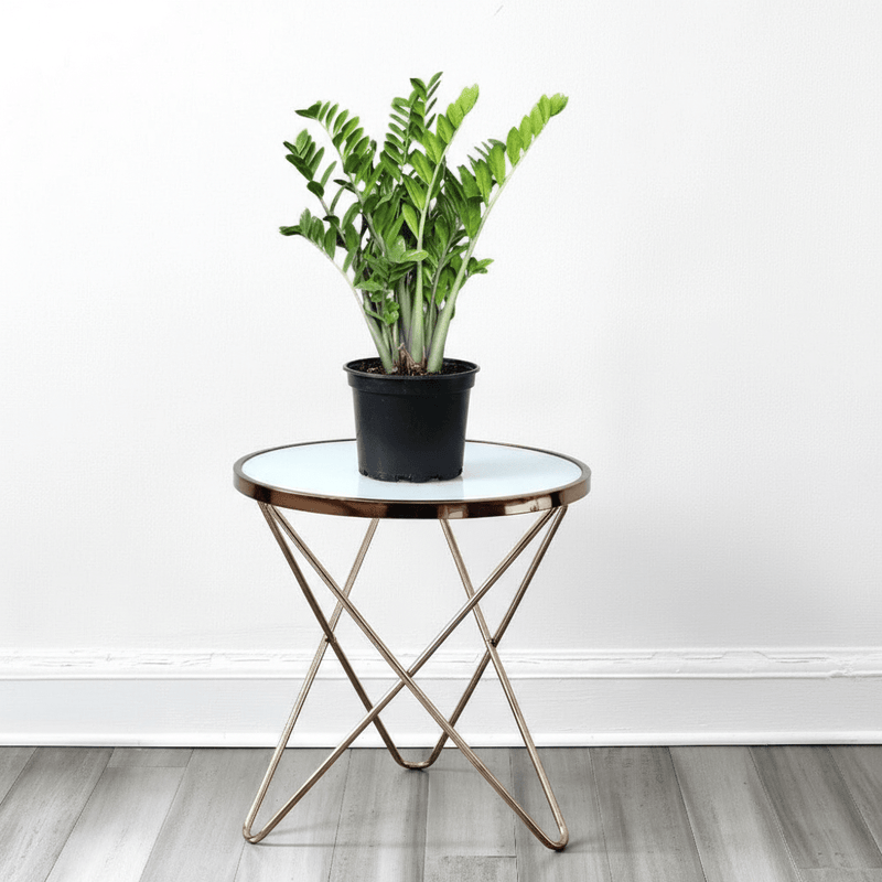 Zamioculcas Zamiifolia, Zanzibar Gem or ZZ Plant - Image 13