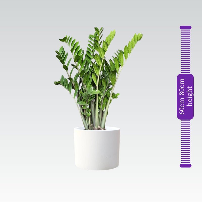 Zamioculcas Zamiifolia, Zanzibar Gem or ZZ Plant - Image 7