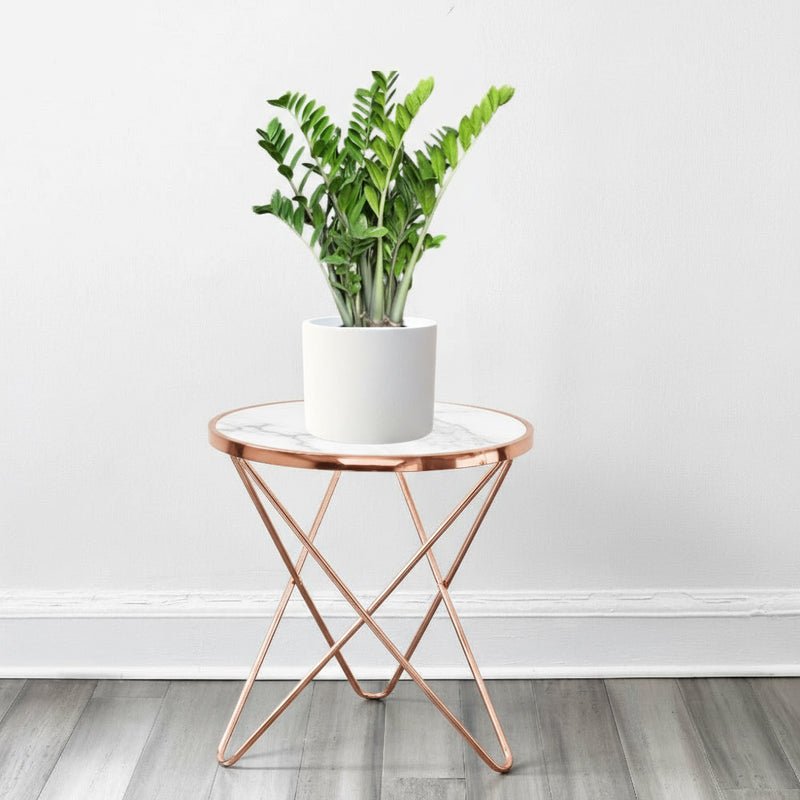 Zamioculcas Zamiifolia, Zanzibar Gem or ZZ Plant - Image 9