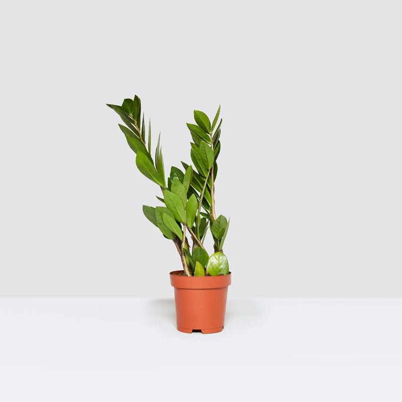 Zamioculcas Zamiifolia, Zanzibar Gem or ZZ Plant - Image 12