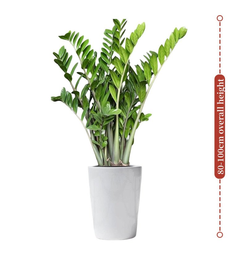 Zamioculcas Zamiifolia, Zanzibar Gem or ZZ Plant - Image 3