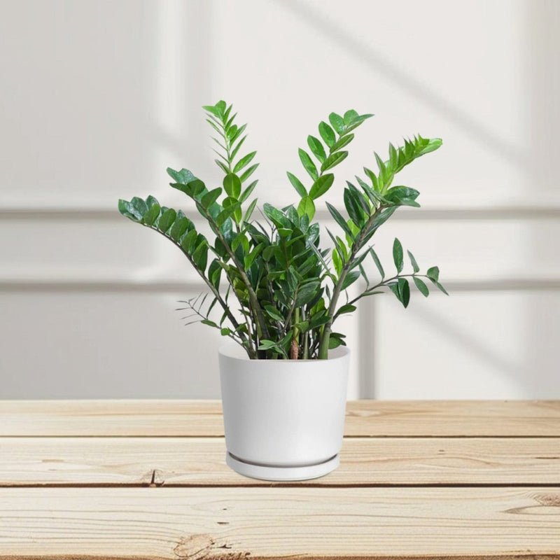 Zamioculcas Zamiifolia, Zanzibar Gem or ZZ Plant - Image 2