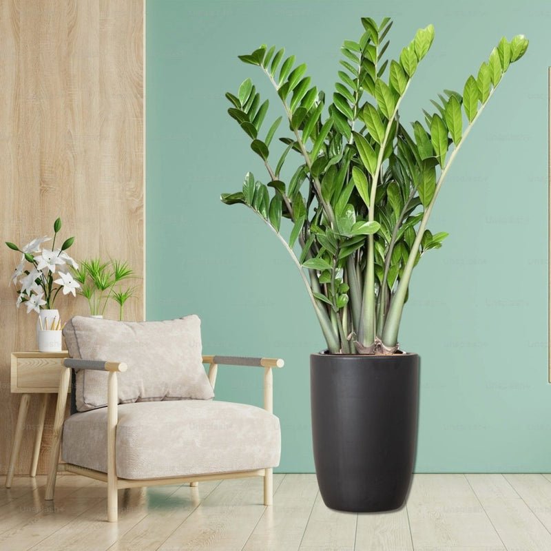 Zamioculcas Zamiifolia, Zanzibar Gem or ZZ Plant - Image 11