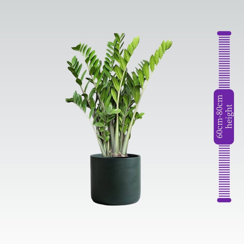 Zamioculcas Zamiifolia, Zanzibar Gem or ZZ Plant - Image 6