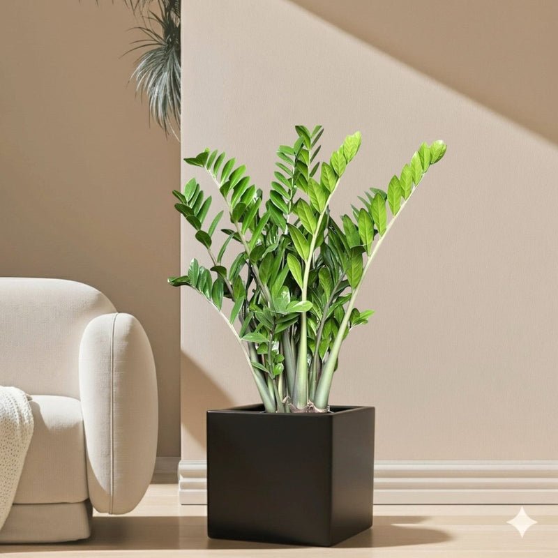 Zamioculcas Zamiifolia, Zanzibar Gem or ZZ Plant in Grp Square Pot 30x30 - Image 2