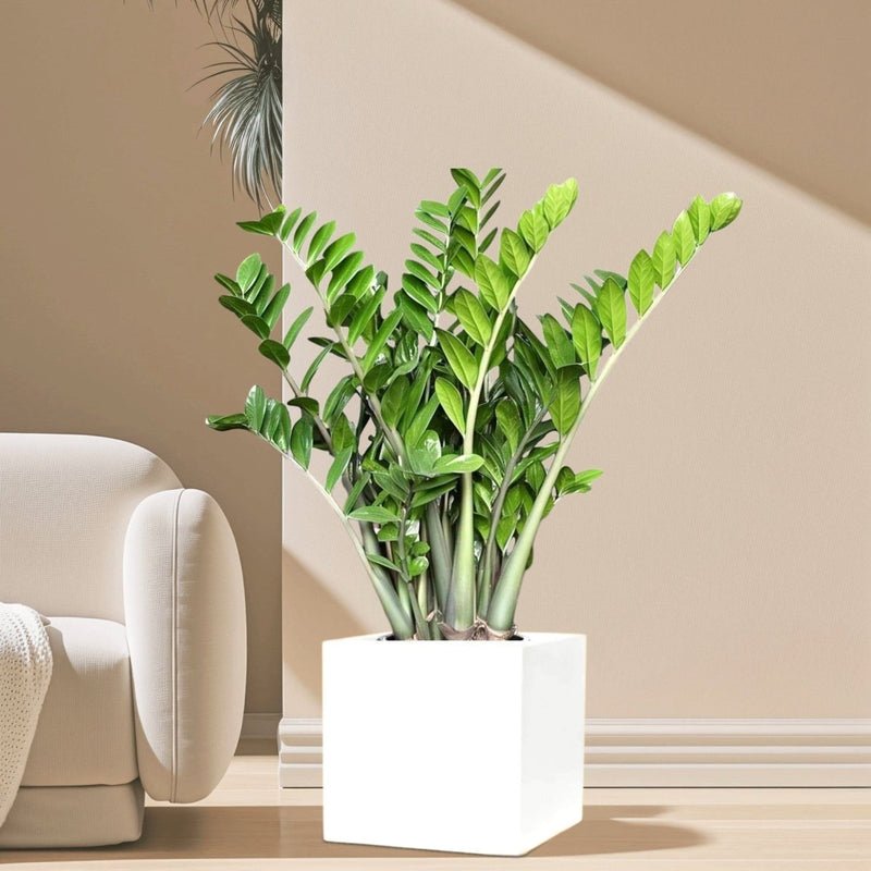 Zamioculcas Zamiifolia, Zanzibar Gem or ZZ Plant in Grp Square Pot 30x30 - Image 3