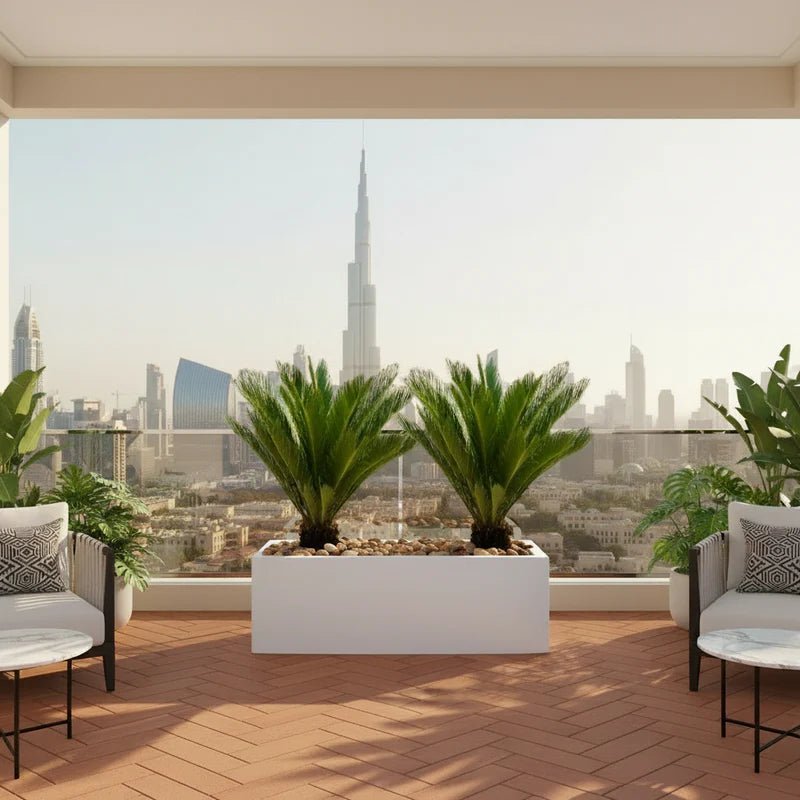 2x Cycas Revoluta "Sago Palm" in Grp Rectengular Pot 120x30x30 - Image 4