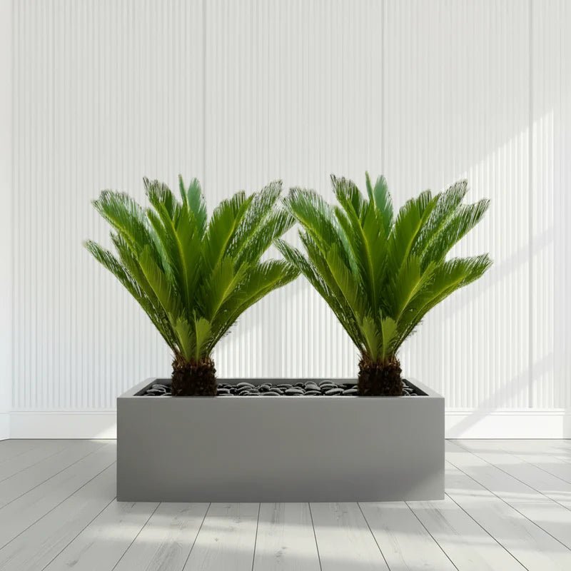 2x Cycas Revoluta "Sago Palm" in Grp Rectengular Pot 120x30x30