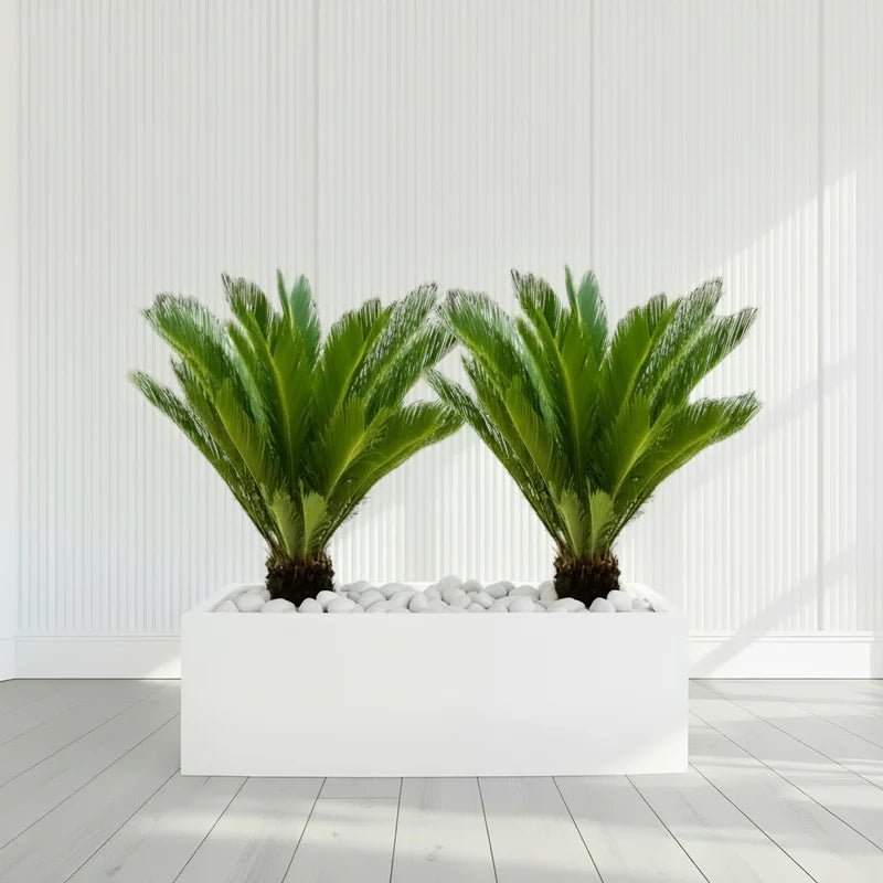 2x Cycas Revoluta "Sago Palm" in Grp Rectengular Pot 120x30x30 - Image 3