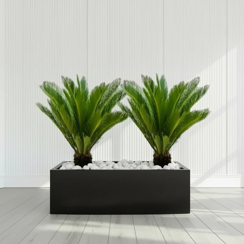 2x Cycas Revoluta "Sago Palm" in Grp Rectengular Pot 120x30x30 - Image 2