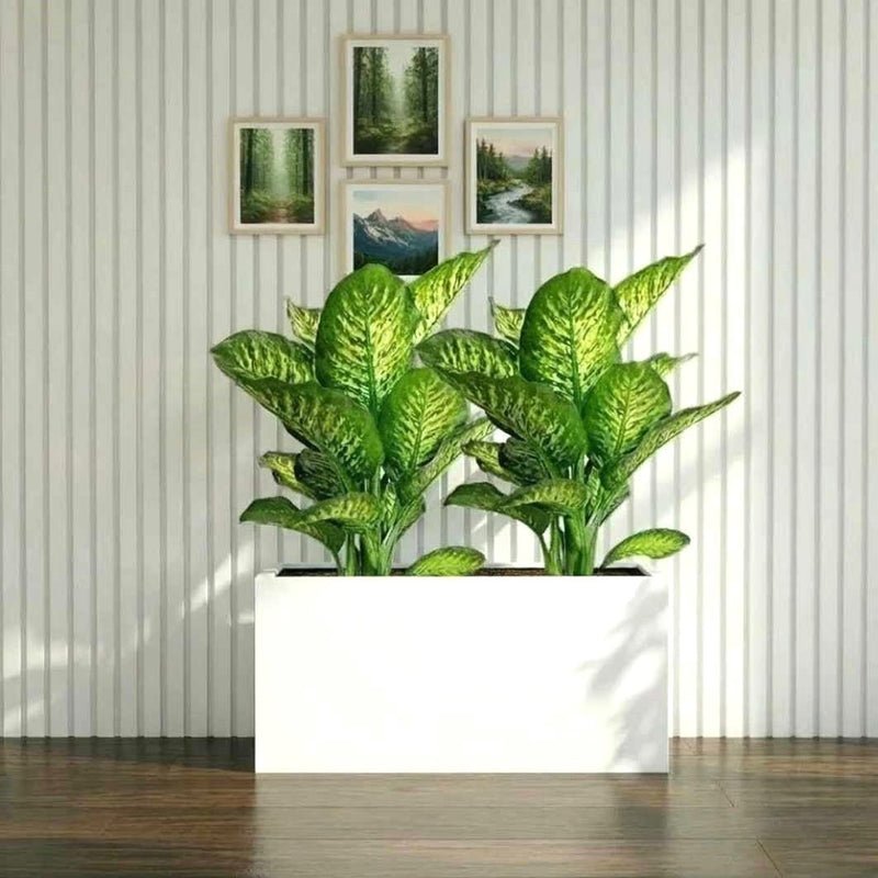 2x Dieffenbachia Seguine Or Maroba 60–80cm in 90×30×50 GRP Planter