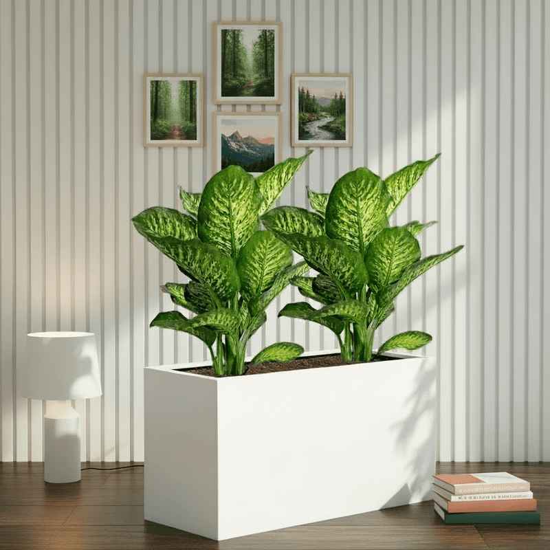 2x Dieffenbachia Seguine Or Maroba 60–80cm in 90×30×50 GRP Planter - Image 2