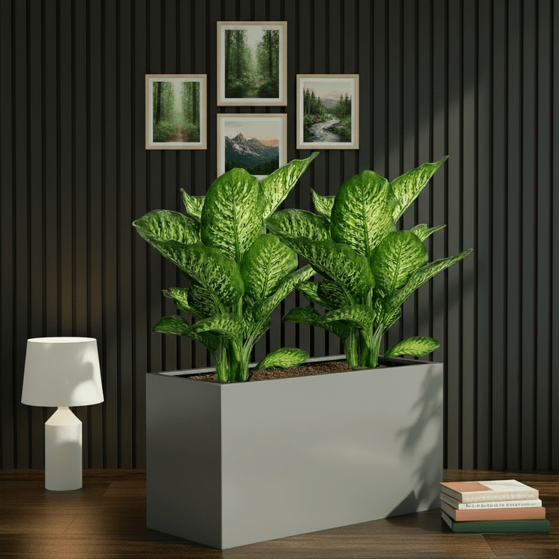 2x Dieffenbachia Seguine Or Maroba 60–80cm in 90×30×50 GRP Planter - Image 5
