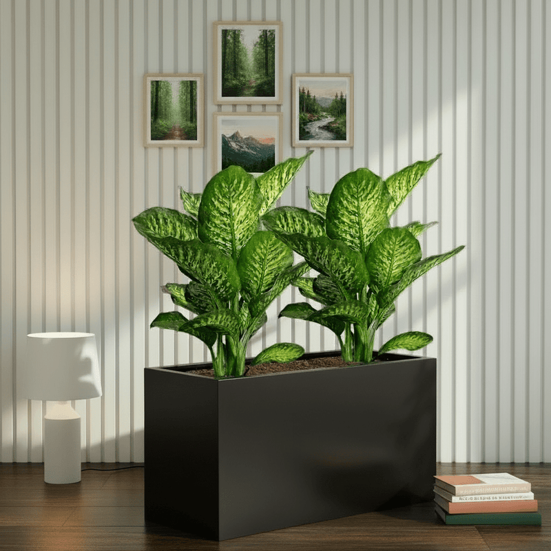 2x Dieffenbachia Seguine Or Maroba 60–80cm in 90×30×50 GRP Planter - Image 4