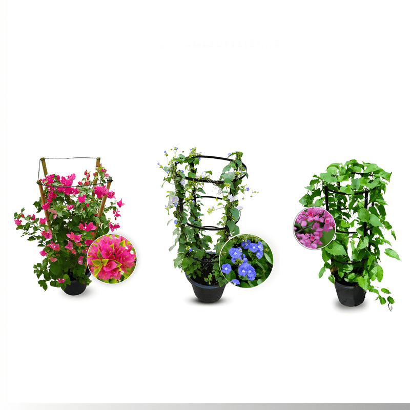3x Summer Climbers Set 1x Bougainvillea Plant 1x Sky Blue Cluster Vine 1x Coral Vine Plant - Image 3