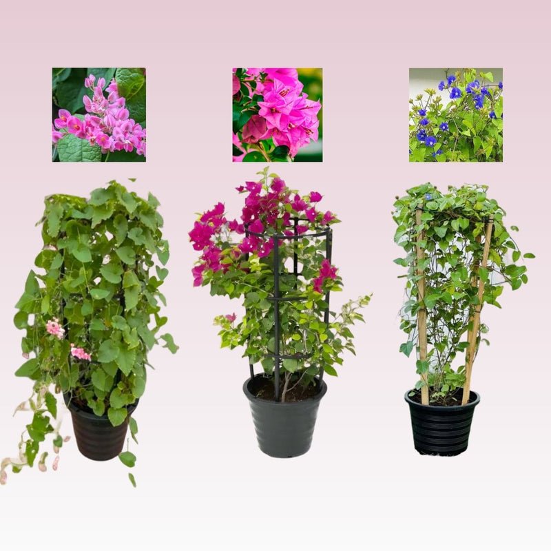 3x Summer Climbers Set 1x Bougainvillea Plant 1x Sky Blue Cluster Vine 1x Coral Vine Plant - Image 2