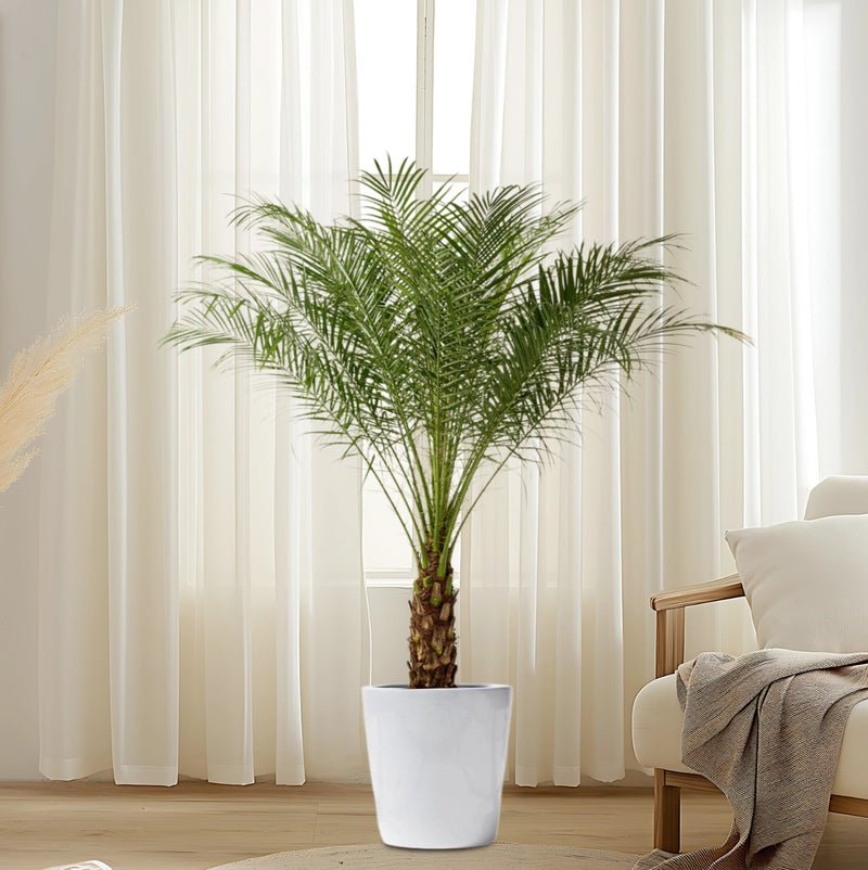 Phoenix Roebelenii - Image 4