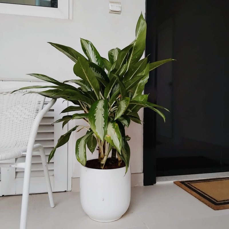 Aglaonema Pattaya Beauty - Image 4