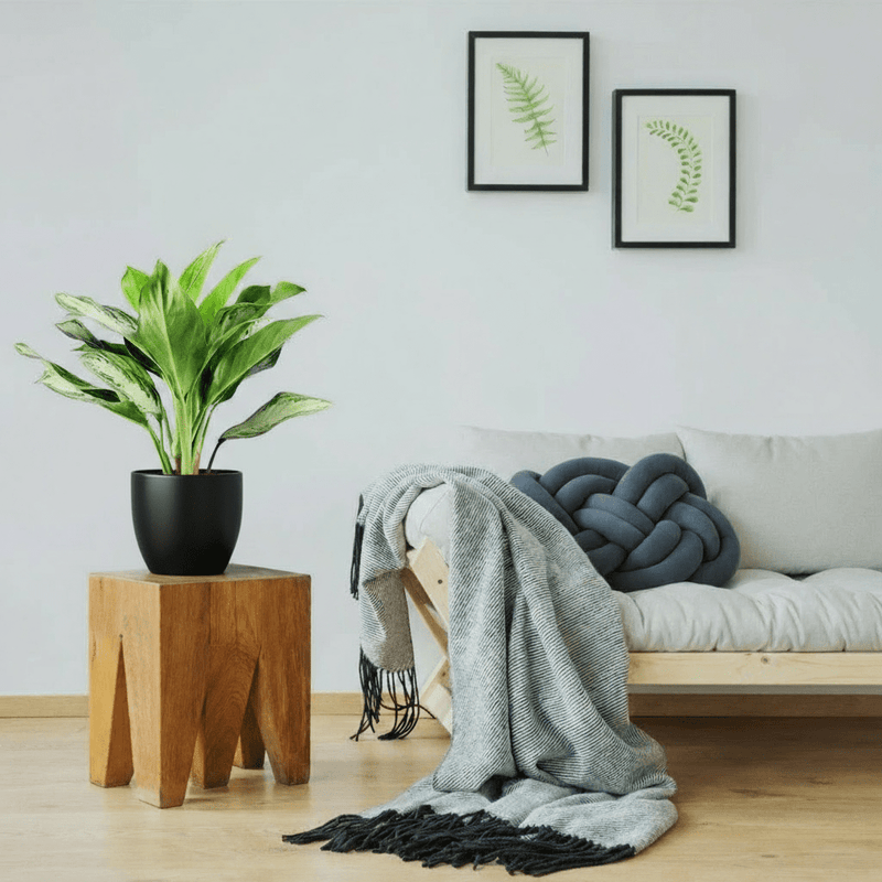 Aglaonema Pattaya Beauty - Image 2