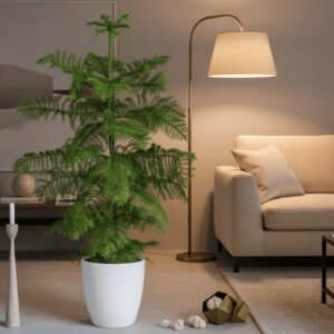 Norfolk Island Pine - Indoor Pine Tree