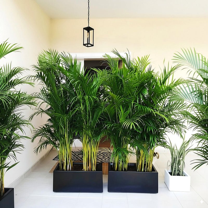 Areca Palm 1.2-1.5m Outdoor In Fiber Glass Pot (GRP)(70x30x30) - Image 2