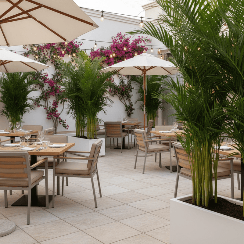 Areca Palm 1.2-1.5m Outdoor In Fiber Glass Pot (GRP)(70x30x30) - Image 6