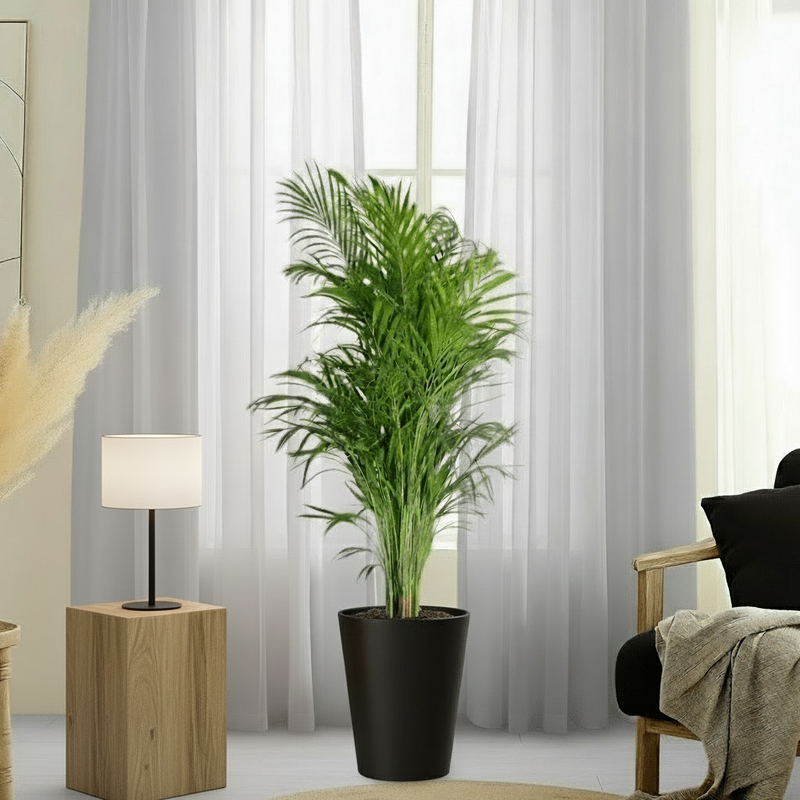 Areca Palm Holland or Chrysalidocarpus Lutescens - Image 4