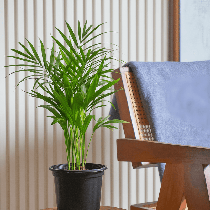 Areca Palm Holland or Chrysalidocarpus Lutescens - Image 16