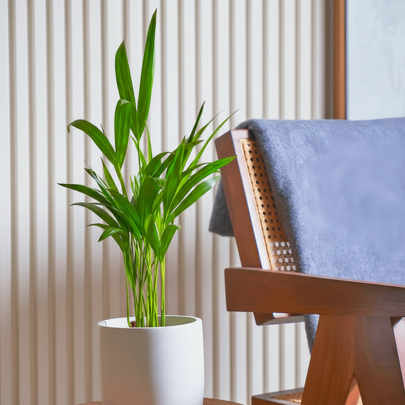 Areca Palm Holland or Chrysalidocarpus Lutescens - Image 10