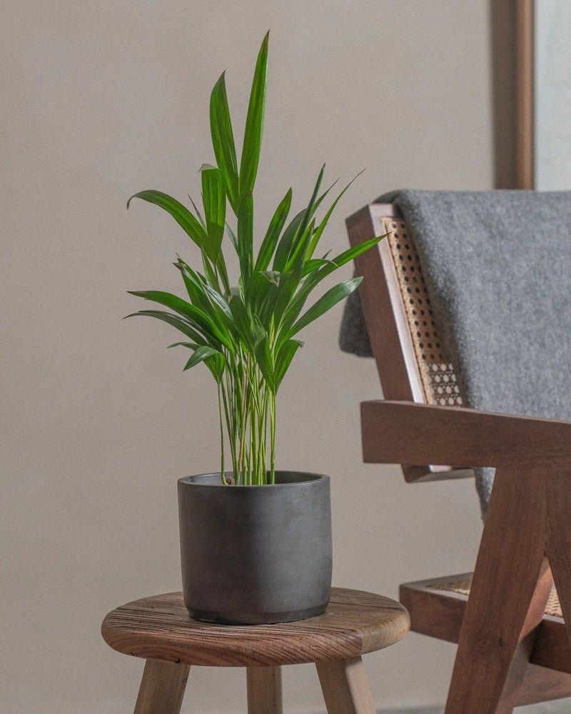 Areca Palm Holland or Chrysalidocarpus Lutescens - Image 13