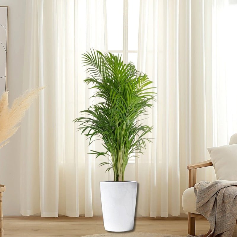 Areca Palm Holland or Chrysalidocarpus Lutescens - Image 7