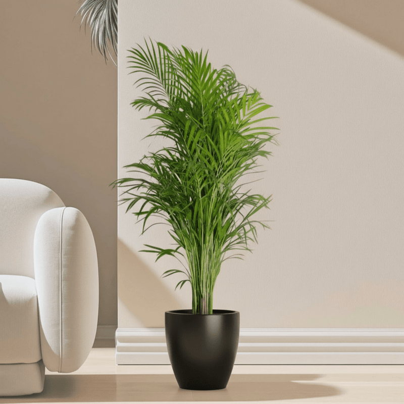 Areca Palm Holland or Chrysalidocarpus Lutescens - Image 15