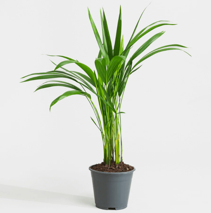 Areca Palm Holland or Chrysalidocarpus Lutescens - Image 9