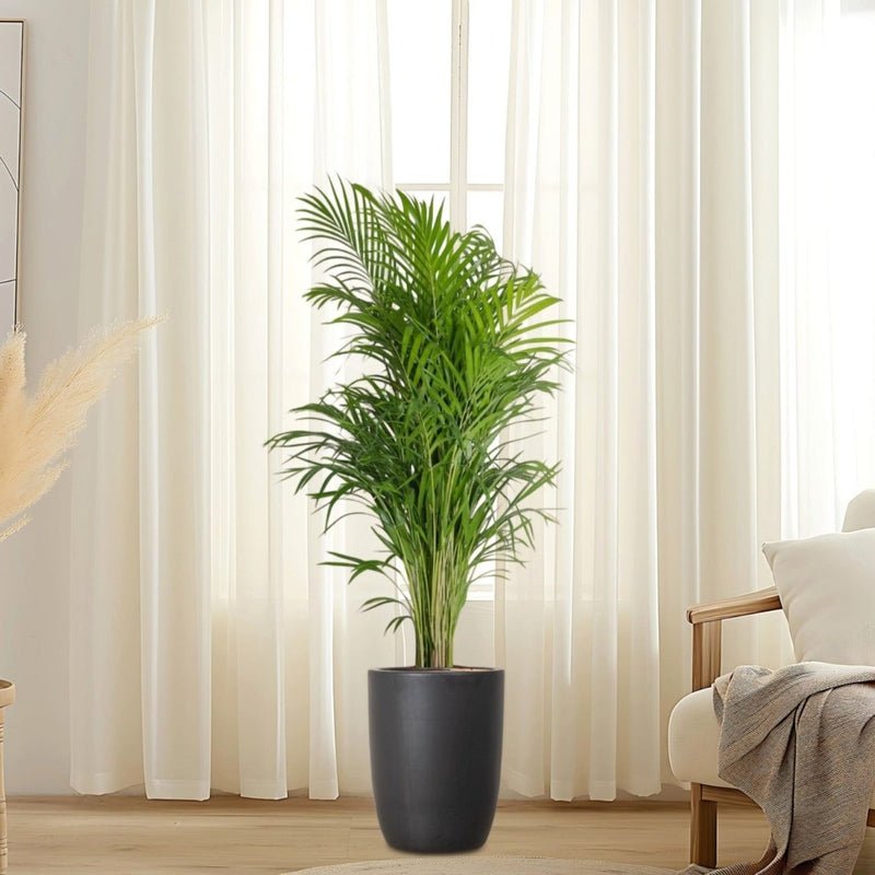 Areca Palm Holland or Chrysalidocarpus Lutescens - Image 11