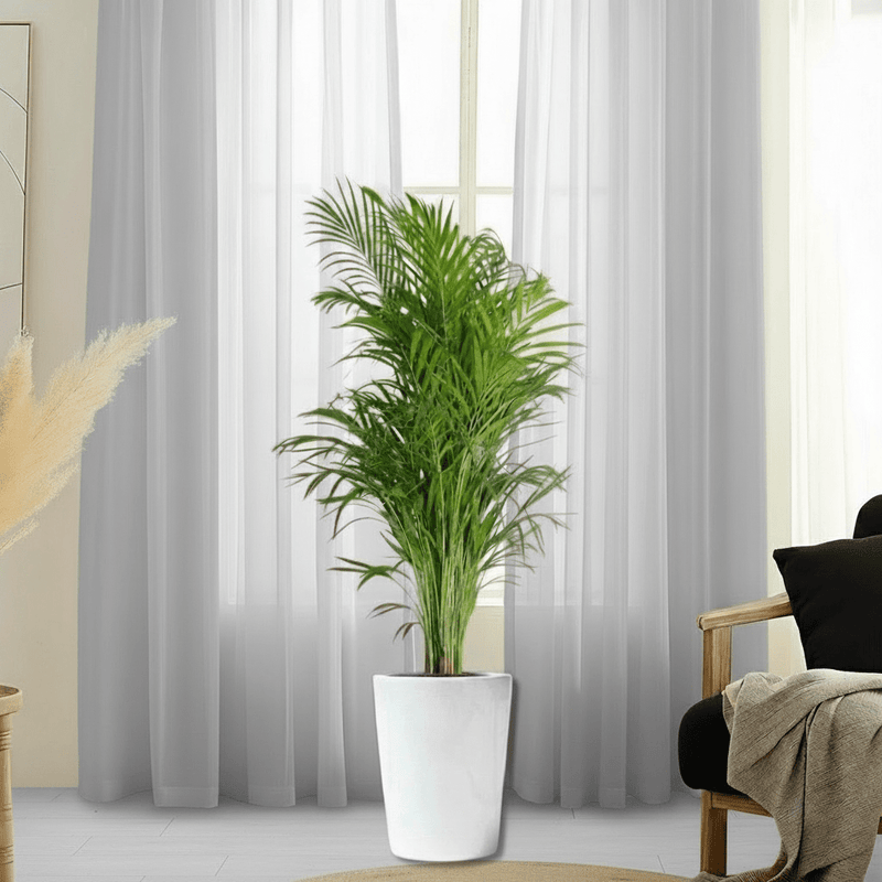 Areca Palm Holland or Chrysalidocarpus Lutescens - Image 5