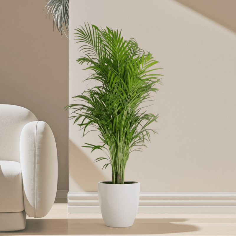 Areca Palm Holland or Chrysalidocarpus Lutescens - Image 14